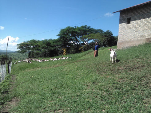 Goats at Mugyenyi farm